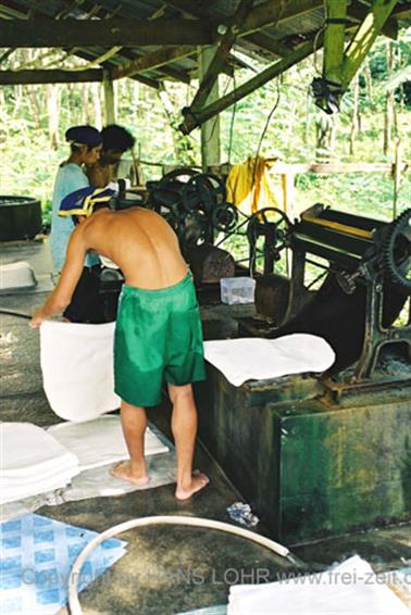 11 Thailand 2002 F1060004 Khao Lak Ausflug Khao Sok_478